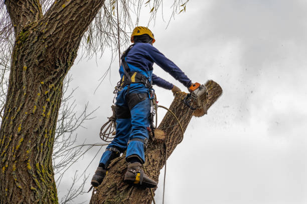 Best Tree Disease Treatment  in Mountainhome, PA