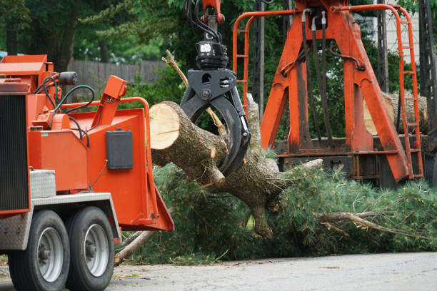 Best Root Management and Removal  in Mountainhome, PA