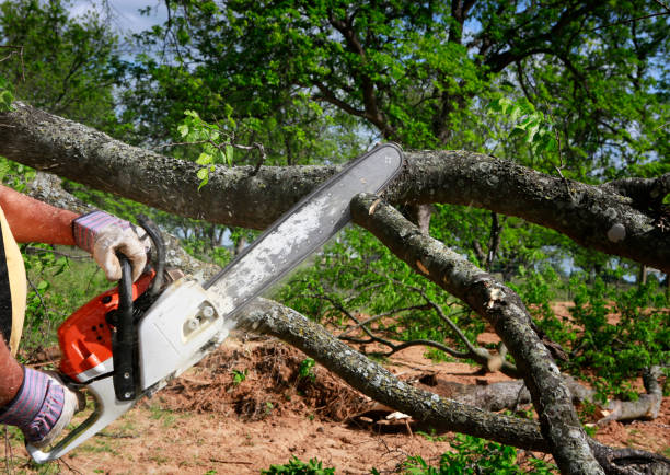 Best Tree Preservation Services  in Mountainhome, PA